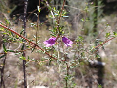 Prostanthera scutellarioides