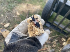 Microtomus purcis