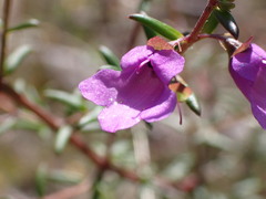 Prostanthera scutellarioides