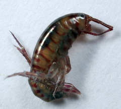 Talitroides topitotum