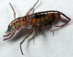 Talitroides topitotum