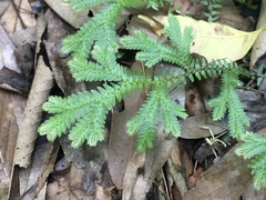 Selaginellaceae