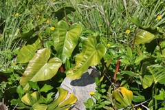 Philodendron erubescens