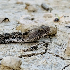 Crotalus ravus