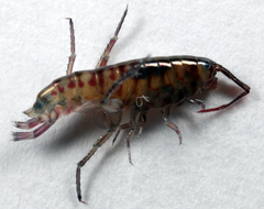 Talitroides topitotum