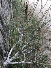 Ephedra antisyphilitica