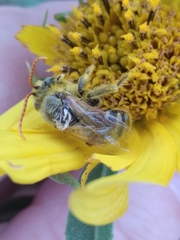 Eumelissodes