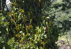 Philodendron erubescens
