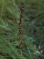 Platanthera sparsiflora