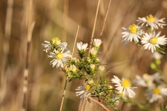 Symphyotrichum ericoides