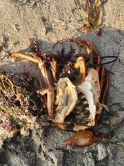 Panulirus interruptus