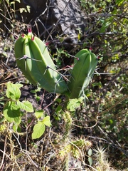 Myrtillocactus geometrizans
