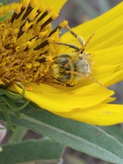 Eumelissodes