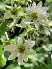 Montanoa leucantha