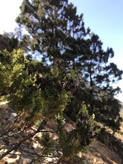 Austrocedrus chilensis