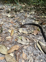 Cacophis squamulosus