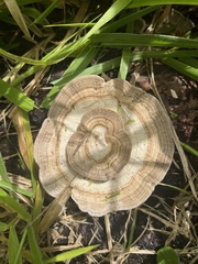 Trametes menziesii