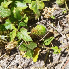 Passiflora