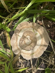 Trametes menziesii