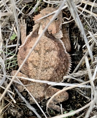 Phrynosoma braconnieri