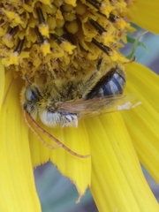 Eumelissodes