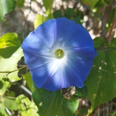Ipomoea tricolor