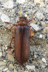 Tragosoma harrisii