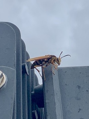 Polistes major