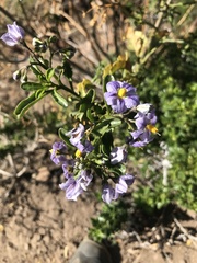 Solanum crispum