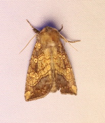 Papaipema cataphracta