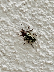 Zygogramma piceicollis