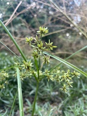Cyperus ochraceus