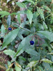 Psychotria leiocarpa