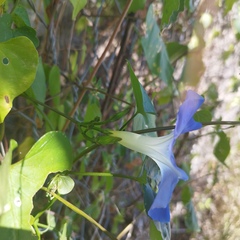 Ipomoea tricolor