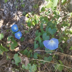 Ipomoea tricolor