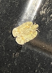 Flataloides scabrosus