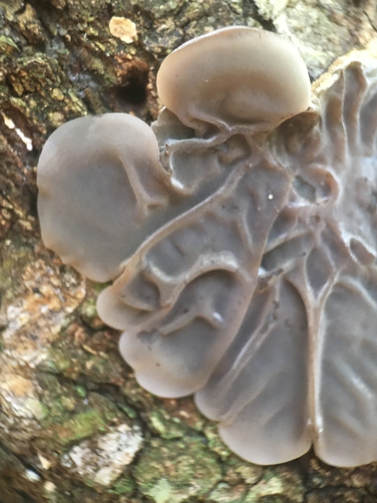 Auricularia brasiliana · October 2022 · photo: © deboas (iNaturalist, cc0)