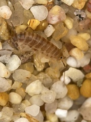 Talitridae
