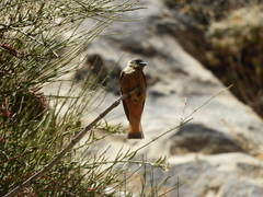 Hirundinea ferruginea