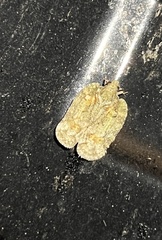 Flataloides scabrosus