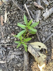 Proserpinaca palustris