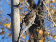 Colaptes auratus luteus × cafer
