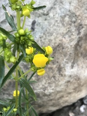 Calceolaria thyrsiflora