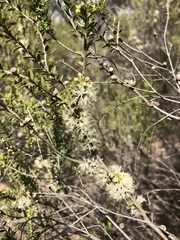Melaleuca acuminata