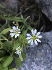 Stellaria chilensis