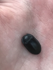 Pterohelaeus striatopunctatus