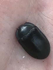 Pterohelaeus striatopunctatus