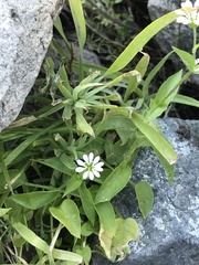 Stellaria chilensis