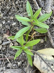 Proserpinaca palustris