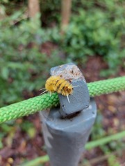 Lophocampa